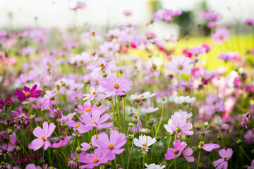 Cosmos flowers in full bloom
