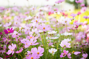 Naklejka premium Cosmos flowers in full bloom