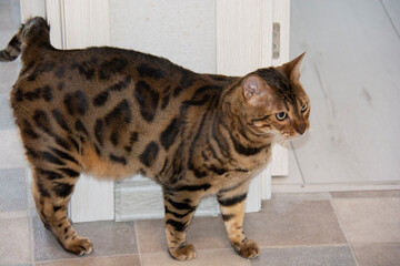 Beautiful bengal cat with green eyes stands on the floor