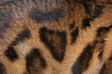 Bengal cat fur close up