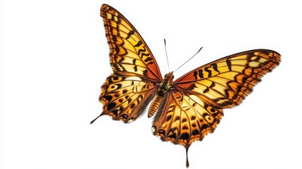 Orange Butterfly with Intricate Patterns and Delicate Wings