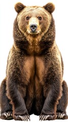 Obraz premium A majestic bear sitting upright, showcasing its powerful build and fur texture.