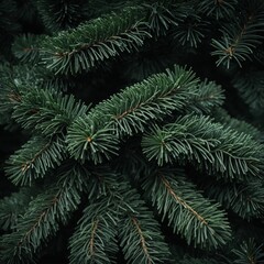 Dense green pine foliage texture, dark moody fir tree branches background. 