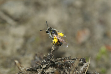 Closeup on a female Red-bellied miner, Andrena ventralis, loaded with yellow pollen on a twig