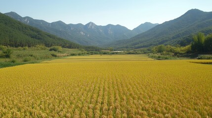 A serene landscape of golden rice fields surrounded by mountains under a clear sky.