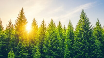 Fototapeta premium Sunlit Evergreen Forest at Golden Hour