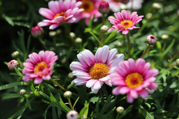 Obraz premium Garden Beauty