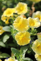 Fototapeta premium Garden Beauty