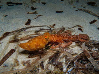 White-spotted octopus from Cyprus