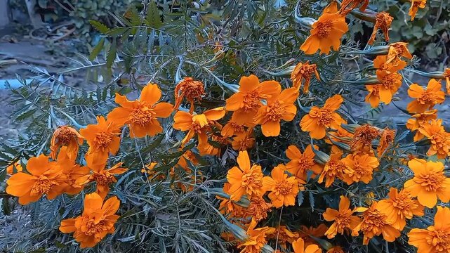 Tagetes patula or Signet marigold
