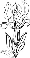 black and white flower. Hand drawn Iris. 