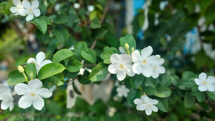 Gardenia jasminoides, Delicate White Flowers Lush Green Leaves Sunny Day Natural Beauty