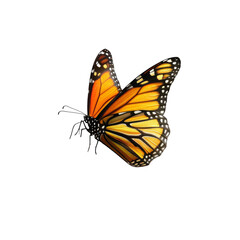 Fototapeta premium Monarch Butterfly