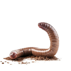 Earthworm