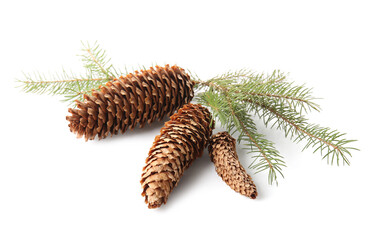 Fir branches with pine cones on white background
