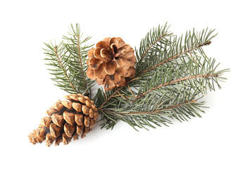 Pine cones and fir branch on white background