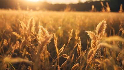 Golden hour sunlight illuminating wild autumn grass in a meadow. A serene and vintage seasonal background evoking the romance of morning fields and nature's beauty.


