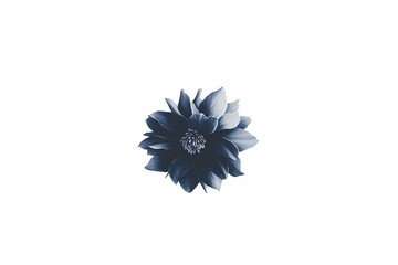 Elegant Blue Flower with Soft Petals on a Minimalistic Background