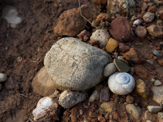 Close up of rocks and snail shell on earthy ground surface