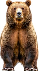 A close-up image of a standing bear, showcasing its fur and stature.