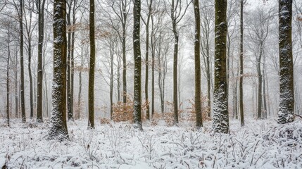 Snow Covered Winter Forest Trees Landscape