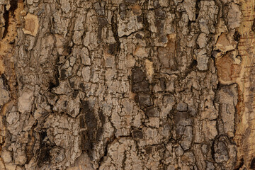 bark of a tree close up