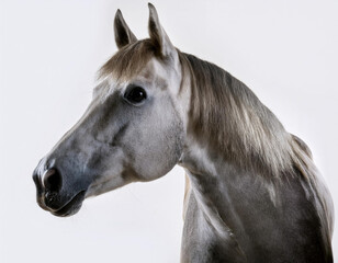 horse in the white background studio shot