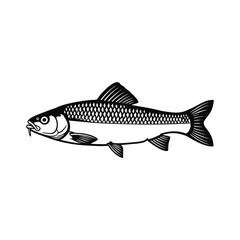 Black and white vector graphic chub fish