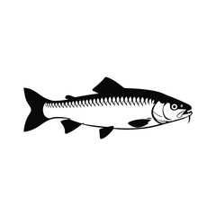 Vector illustration chub fish