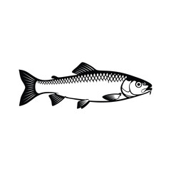 Chub Fish silhouette Vector