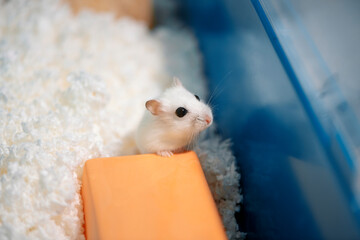 White hamster standing with its front paws on ceramic tunnel for rodents in hamster cage