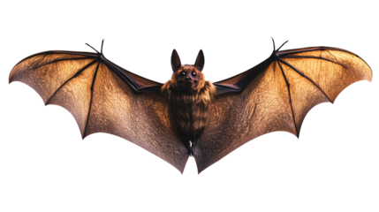 bat