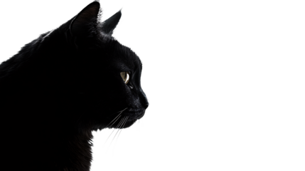 black cat portrait