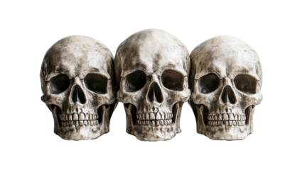 skull on white