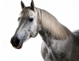 Fototapeta premium horse in the white background studio shot