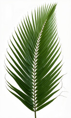 Obraz premium Single Palm Frond Isolated White Background