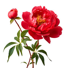 a close up of a flower