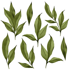 watercolor green leaves peony isolated botanical set