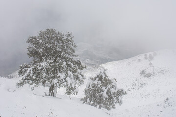 Snowy winter road in a mountain forest. Beautiful winter landscape, Path between snow covered trees on a winter day, forest path in the park in winter, Beautiful winter view with fresh powder snow.