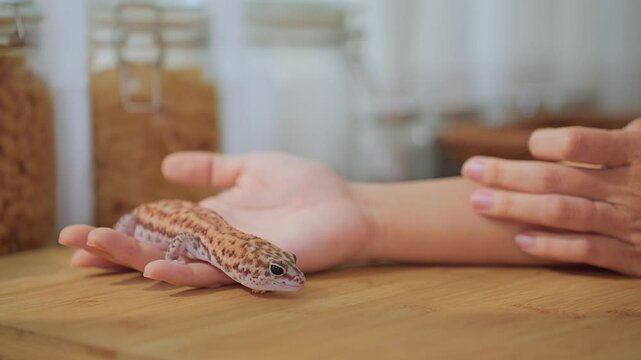 Close up of leopard gecko on hand of female owner in kitchen at home. 