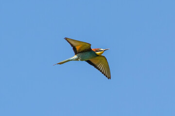 Bee-eater, hunting on the sky. Isolated bird in neutral blue background. Flying jewel. European Bee-eater, Merops apiaster.
