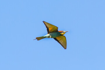 European bee-eater ( Merops apiaster ) is flying wings are open, birds of paradise, rainbow colors
