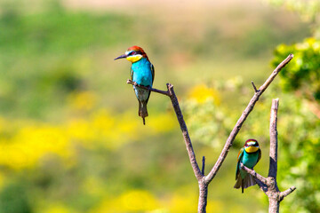 Two european bee-eater perched on a twig, close up. birds of paradise, rainbow colors

