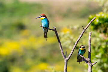 Two european bee-eater perched on a twig, close up. birds of paradise, rainbow colors
