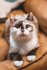 Colorpoint cute cat with big eyes sitting on a soft brown sofa looking directly at the camera.
