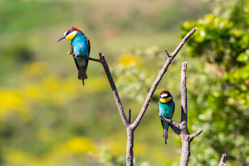 Bee eater, two european bee eater perched on a twig, close up. birds of paradise, rainbow colors
