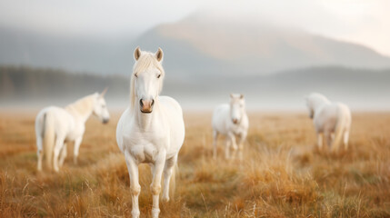 Beautiful white horses standing in dry grass field and pasture in natural sunset with cloud and blue sky on hill