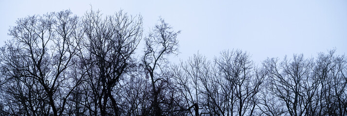 silhouette of leafless forest against white gray sky - foggy dark forest. Deciduous forest in wintertime. Panorama.
