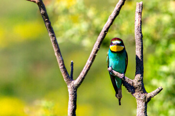 European bee-eater ( Merops apiaster ) is sitting on a twig. close up. birds of paradise, rainbow colors
