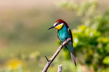 Fototapeta premium European bee-eater ( Merops apiaster ) is sitting on a twig 